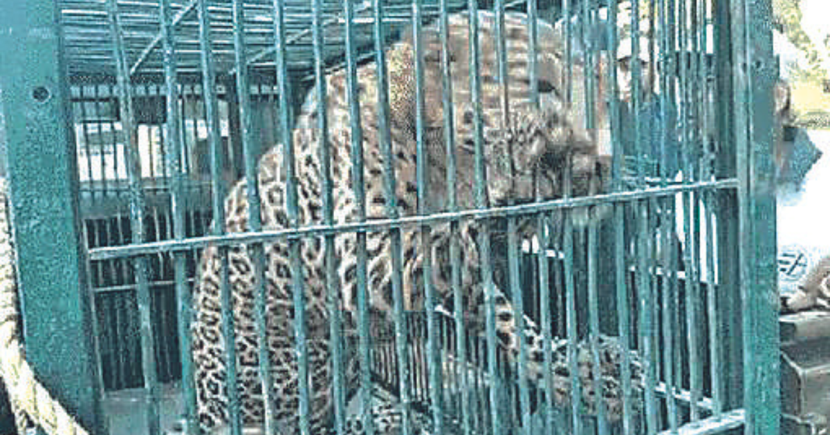 Five hurt in leopard attack in Chandwaji